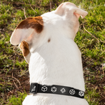 Dice Set Dog Collar